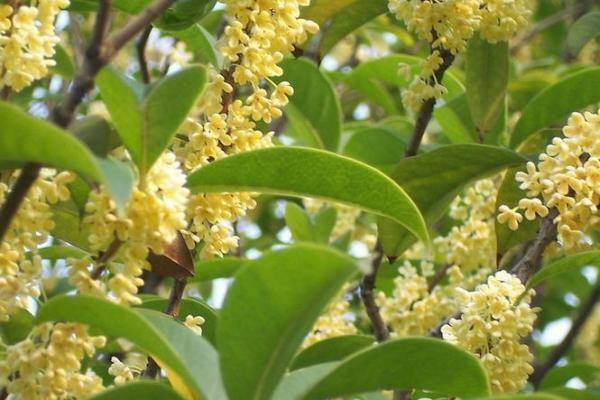 桂花命的神秘内涵：揭开女孩命名背后的财富与幸福