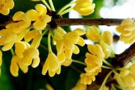 桂花命的神秘内涵：揭开女孩命名背后的财富与幸福