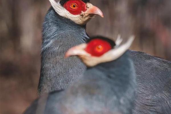 泉中水命适合养什么动物？探秘水命的宠物之选！