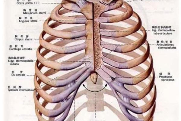 人多长了两块骨头，意味着什么样的命运？探究背后的秘密与影响。