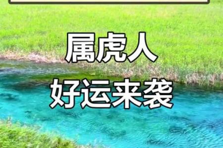 属虎2022年运势解析：如何在挑战中绽放光彩