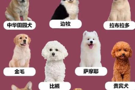 属狗的人命理解读：智慧与忠诚并存的性格特征
