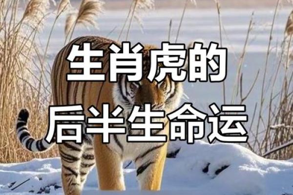 属虎宝宝的命运解析:揭秘8月初5的神秘人生 属虎宝宝的命运解析:揭秘8月初5的神秘人生