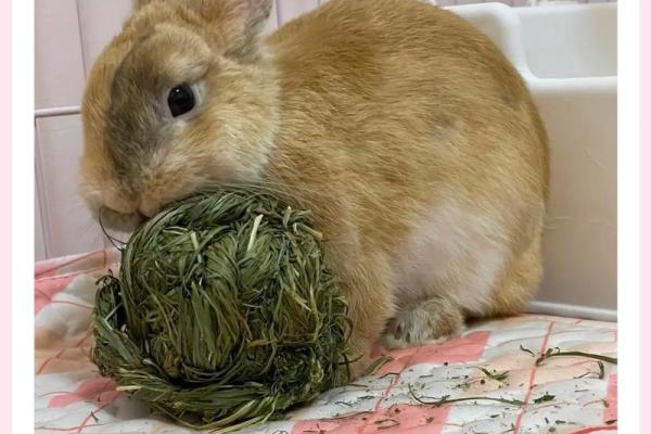 属兔土命的朋友,适合养什么小宠物? 属兔土命的朋友,适合养什么小宠物?