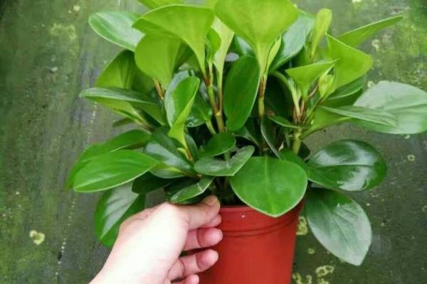 适合养花的人:从命理看你的绿-thumb特质 适合养花的人:从命理看你的绿-thumb特质