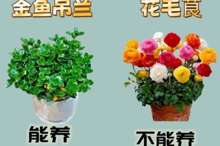 适合养花的人：从命理看你的绿-thumb特质