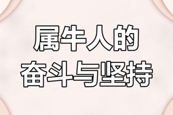 属牛的人最不怕的命:平稳与坚定的力量 属牛的人最不怕的命:平稳与坚定的力量