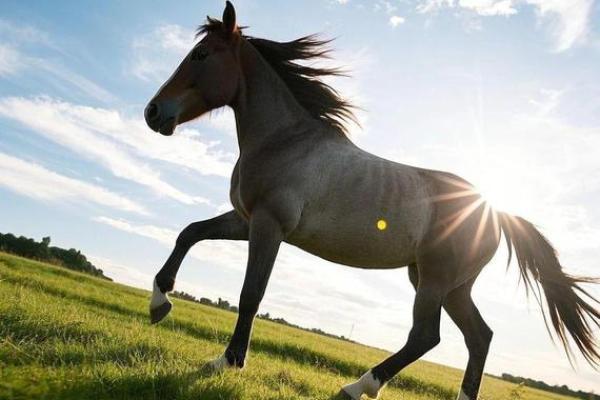 属马2023年20岁命运解析：奋斗与机遇并存的青春年华