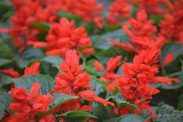 属羊火命的人适合养什么花?五种吉祥花卉推荐! 属羊火命的人适合养什么花?五种吉祥花卉推荐!