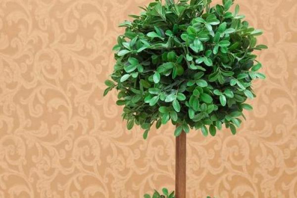 属羊火命的人适合养什么花?五种吉祥花卉推荐! 属羊火命的人适合养什么花?五种吉祥花卉推荐!