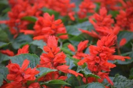 属羊火命的人适合养什么花？五种吉祥花卉推荐！