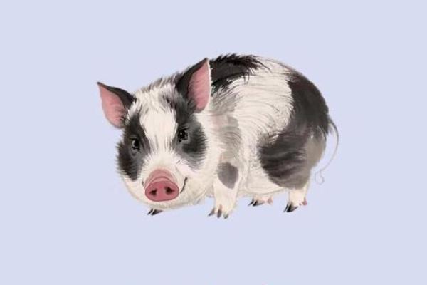 属猪吃的饱饱,财源滚滚来,幸福美满是命运! 属猪吃的饱饱,财源滚滚来,幸福美满是命运!