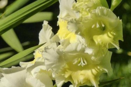 解密手心桃花命：探寻命运中恋爱与情感的秘密