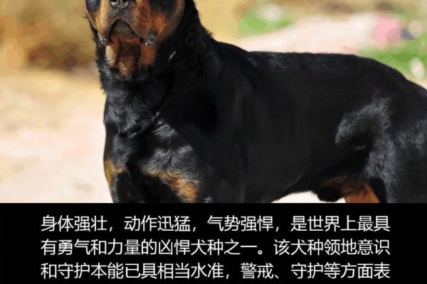 世界上最惜命的狗:忠诚与勇气的完美结合 世界上最惜命的狗:忠诚与勇气的完美结合