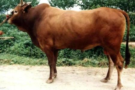 牛年出生的金命人，适合的动物和生活指南