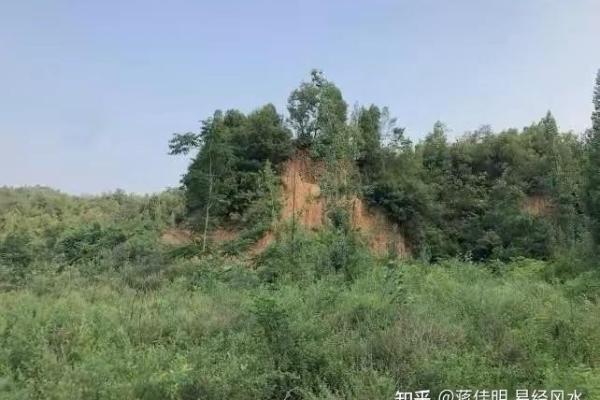 石榴树命与八字命理:探寻五行之中的缘分与和谐 石榴树命与八字命理:探寻五行之中的缘分与和谐