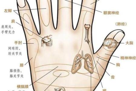 男人手心有问题的命数解析与人生规划