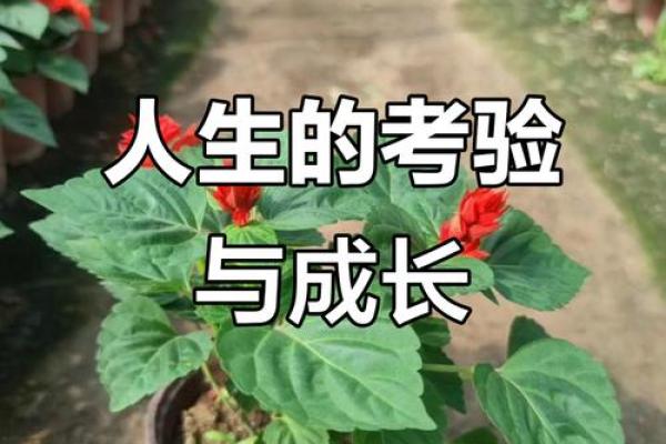 少爷脾气的背后:命运与成长的考验 少爷脾气的背后:命运与成长的考验