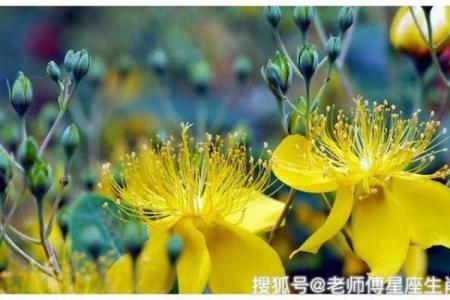 属虎初五的命格解析：勇敢者的命运之路