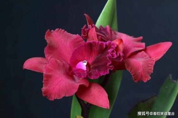 揭秘木命运势:如何助力财运亨通! 揭秘木命运势:如何助力财运亨通!