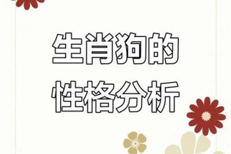 属狗木命者的颜色选择与生活指南