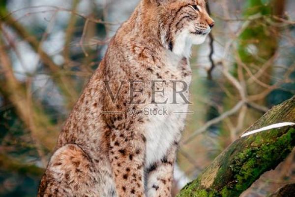 山猫离殊:传说中的九命之谜与奇幻生物的真实魅力 山猫离殊:传说中的九命之谜与奇幻生物的真实魅力