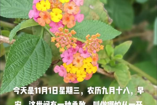 七月农历二十九的命运解析:揭开命运的神秘面纱 七月农历二十九的命运解析:揭开命运的神秘面纱