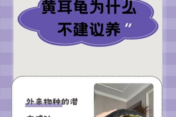 哪些命格的人不适合养龟类动物?探究风水与命理对宠物的影响 哪些命格的人不适合养龟类动物?探究风水与命理对宠物的影响