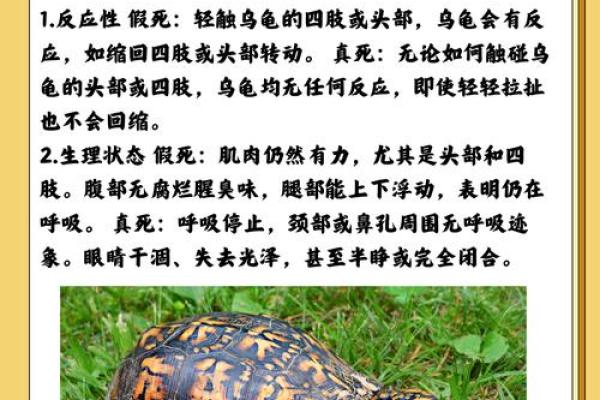 哪些命格的人不适合养龟类动物?探究风水与命理对宠物的影响 哪些命格的人不适合养龟类动物?探究风水与命理对宠物的影响