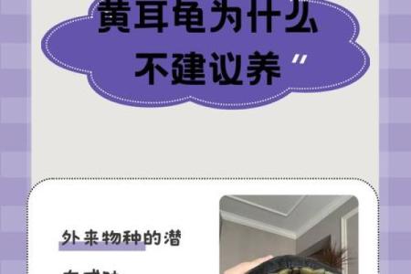 哪些命格的人不适合养龟类动物？探究风水与命理对宠物的影响