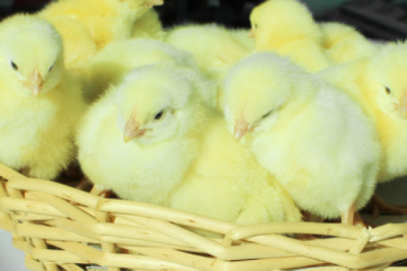 属小鸡的人命运揭秘：性格、事业与感情的全方位解析