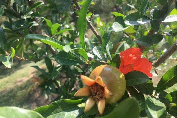 赋予石榴木命的笔名:寻梦而来,韵味四溢的创作之旅 赋予石榴木命的笔名:寻梦而来,韵味四溢的创作之旅