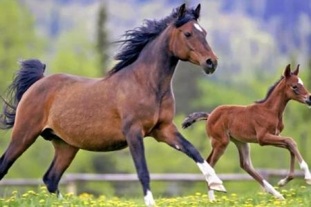 属马女五月初三的命运深度解析，探讨一生的运势与幸福之道