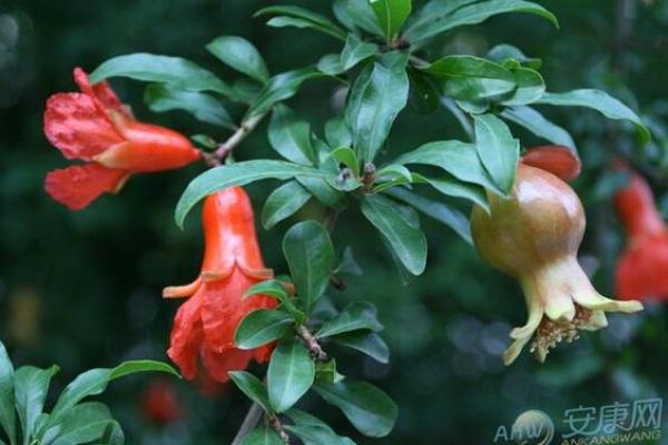 石榴木命与相克命理:谁是最难相处的朋友? 石榴木命与相克命理:谁是最难相处的朋友?