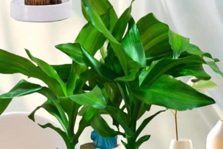 木命人适合的图案：让好运伴随你的一生