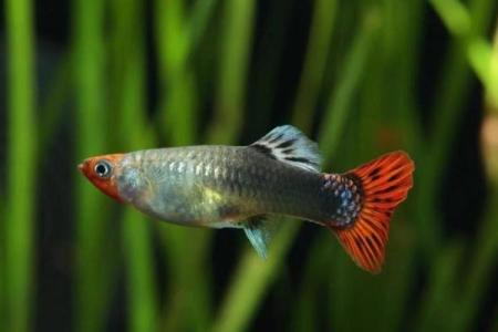 石榴木命的人适合养哪些鱼？深度解析与养鱼技巧！