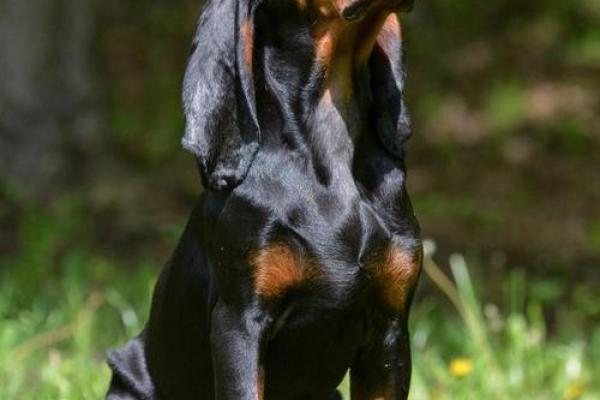 属虎狗巡视命运分析:勇敢与忠诚交织的生命旅程 属虎狗巡视命运分析:勇敢与忠诚交织的生命旅程