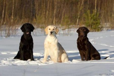 属虎狗巡视命运分析：勇敢与忠诚交织的生命旅程