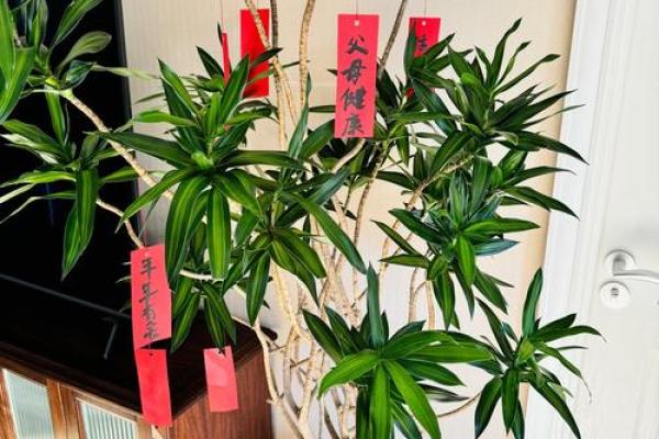 木命人公司摆放花卉的选购指南:助力事业蓬勃发展 木命人公司摆放花卉的选购指南:助力事业蓬勃发展