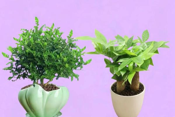 木命人公司摆放花卉的选购指南:助力事业蓬勃发展 木命人公司摆放花卉的选购指南:助力事业蓬勃发展