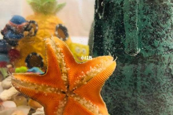 揭秘海龟命：你是否是一只拥有幸运与智慧的海归？