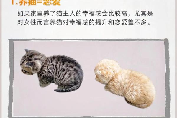 命格与养宠:揭秘为何玄猫适合特定命格的人士 命格与养宠:揭秘为何玄猫适合特定命格的人士