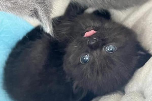 命格与养宠:揭秘为何玄猫适合特定命格的人士 命格与养宠:揭秘为何玄猫适合特定命格的人士