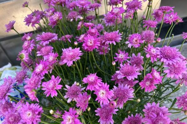 属马火命的人适合养什么花，培育美好生活的秘密花园