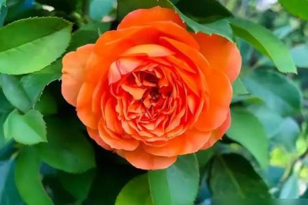 属马火命的人适合养什么花，培育美好生活的秘密花园