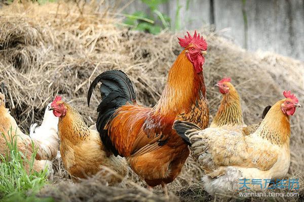 属鸡兔吃草时辰出生的人命运分析与解析