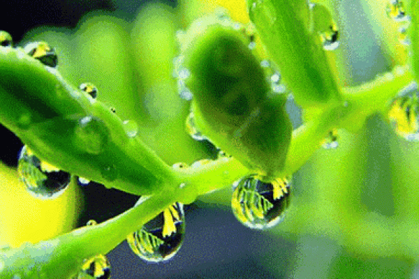 泉中水命:灵动如泉的生命之源 泉中水命:灵动如泉的生命之源