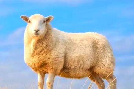 属羊人11月运势与命理解析：揭秘你的命运与未来