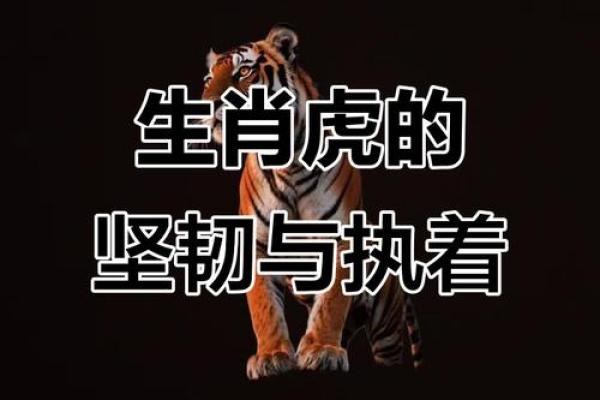 1986年属虎人的命运分析：命理、性格与生活启示