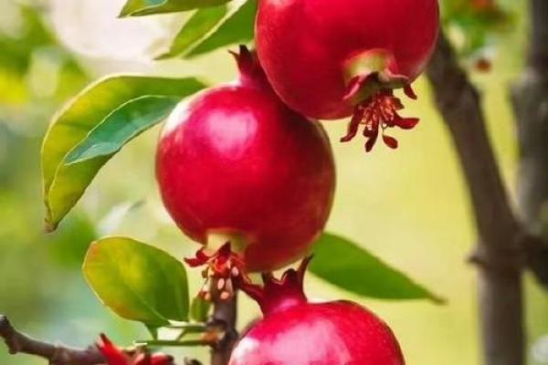 石榴木命的人适合使用什么手机？找到你的手机最佳搭配！